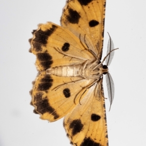 Scioglyptis lyciaria at Jerrabomberra, NSW - suppressed