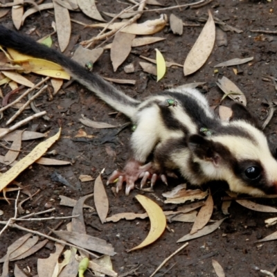 Dactylopsila trivirgata (Striped Possum) at Cooktown, QLD - 29 Jun 2010 by rawshorty