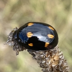 Paropsisterna octosignata (Eucalyptus leaf beetle) at Googong, NSW - 3 Mar 2022 by Steve_Bok