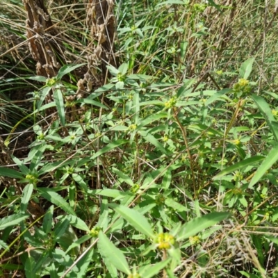 Euphorbia davidii (David's Spurge) at Jerrabomberra, ACT - 3 Mar 2022 by Mike