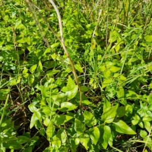 Vinca major at Jerrabomberra, ACT - 3 Mar 2022