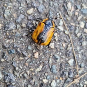 Chondropyga dorsalis at Isaacs, ACT - 3 Mar 2022 04:34 PM