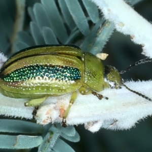 Calomela vittata at Pialligo, ACT - 3 Feb 2022 11:18 AM