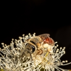 Goniocolletes fimbriatinus at Red Hill, ACT - 3 Mar 2022 by Roger