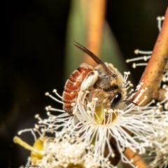 Goniocolletes fimbriatinus at Red Hill, ACT - 3 Mar 2022