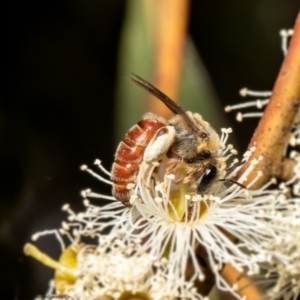 Goniocolletes fimbriatinus at Red Hill, ACT - 3 Mar 2022