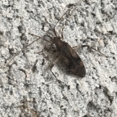 Unidentified True bug (Hemiptera, Heteroptera) at Phillip, ACT - 2 Mar 2022 by Tapirlord