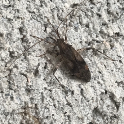 Unidentified True bug (Hemiptera, Heteroptera) at Phillip, ACT - 2 Mar 2022 by Tapirlord