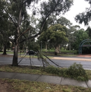 Eucalyptus elata at Phillip, ACT - 2 Mar 2022 08:52 AM