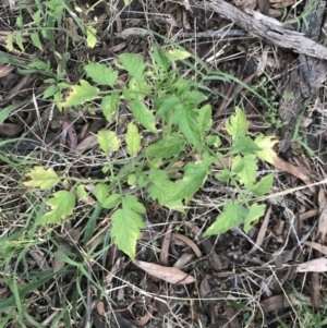 Solanum lycopersicum at Hughes, ACT - 28 Feb 2022 07:21 PM