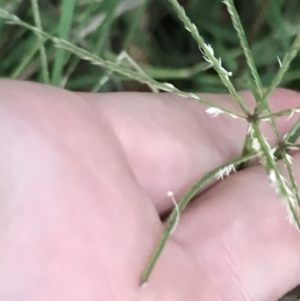 Cynodon dactylon at Garran, ACT - 28 Feb 2022