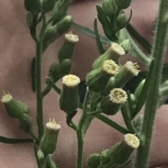 Erigeron sumatrensis at Garran, ACT - 28 Feb 2022