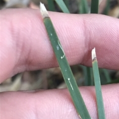 Lomandra filiformis subsp. coriacea at Garran, ACT - 28 Feb 2022