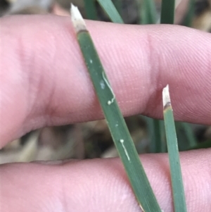 Lomandra filiformis subsp. coriacea at Garran, ACT - 28 Feb 2022