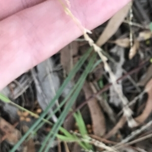 Ehrharta erecta at Garran, ACT - 28 Feb 2022