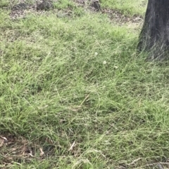 Ehrharta erecta at Garran, ACT - 28 Feb 2022