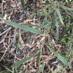 Acacia implexa (Hickory Wattle, Lightwood) at Garran, ACT - 28 Feb 2022 by Tapirlord