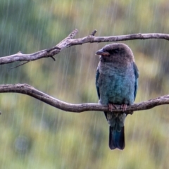 Eurystomus orientalis (Dollarbird) at Fyshwick, ACT - 23 Feb 2022 by Chris Appleton