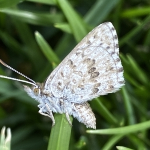 Lucia limbaria at Jerrabomberra, NSW - 3 Mar 2022