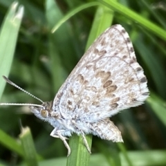 Lucia limbaria at Jerrabomberra, NSW - 3 Mar 2022