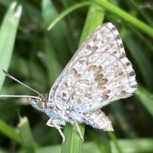 Lucia limbaria at Jerrabomberra, NSW - 3 Mar 2022