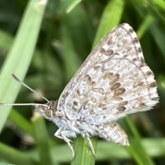 Lucia limbaria at Jerrabomberra, NSW - 3 Mar 2022