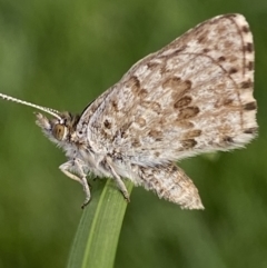 Lucia limbaria at Jerrabomberra, NSW - 3 Mar 2022