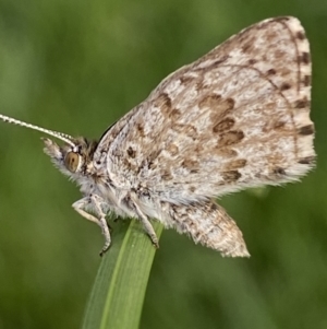 Lucia limbaria at Jerrabomberra, NSW - 3 Mar 2022