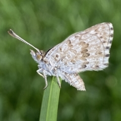 Lucia limbaria at Jerrabomberra, NSW - 3 Mar 2022