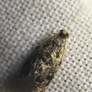 Acroceuthes metaxanthana at Garran, ACT - 27 Feb 2022 09:35 PM