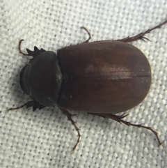 Melolonthinae sp. (subfamily) (Cockchafer) at Garran, ACT - 27 Feb 2022 by Tapirlord