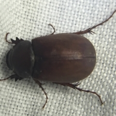 Melolonthinae sp. (subfamily) at Garran, ACT - 27 Feb 2022