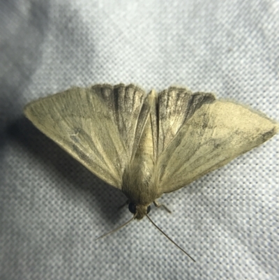Heliocheilus (genus) (Heliothine moths) at Garran, ACT - 27 Feb 2022 by Tapirlord
