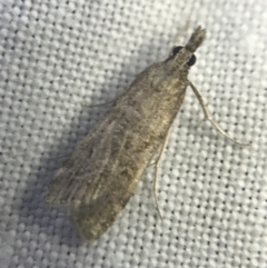 Scoparia (genus) (Unidentified Scoparia moths) at Garran, ACT - 27 Feb 2022 by Tapirlord