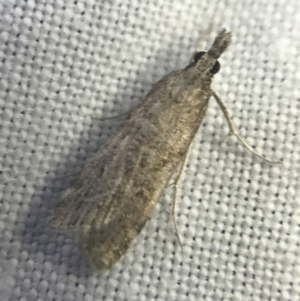 Scoparia (genus) at Garran, ACT - 27 Feb 2022 09:27 PM