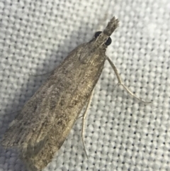 Scoparia (genus) at Garran, ACT - 27 Feb 2022 09:27 PM