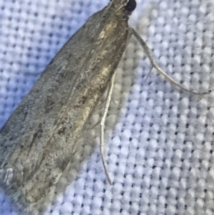 Scoparia (genus) at Garran, ACT - 27 Feb 2022 09:27 PM