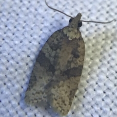 Tortricinae (subfamily) (A tortrix moth) at Garran, ACT - 27 Feb 2022 by Tapirlord