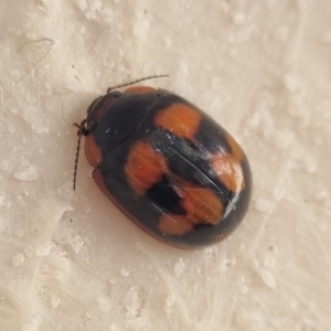 Paropsisterna beata at Molonglo Valley, ACT - 3 Mar 2022