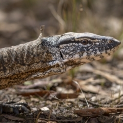 Varanus rosenbergi (Heath or Rosenberg's Monitor) at Watson, ACT - 3 Mar 2022 by trevsci