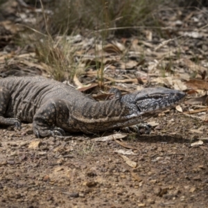 Varanus rosenbergi at Watson, ACT - suppressed