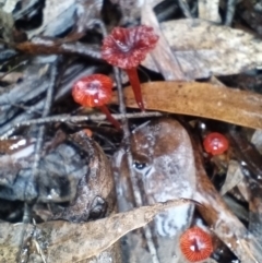 Cruentomycena viscidocruenta (Ruby Mycena) at Corang, NSW - 3 Mar 2022 by LeonieWood