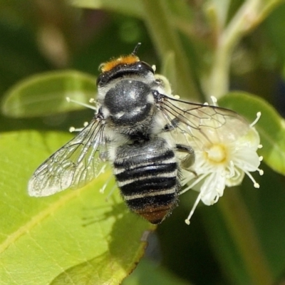 Megachile (Eutricharaea) maculariformis (Gold-tipped leafcutter bee) at Rugosa - 3 Mar 2022 by SenexRugosus