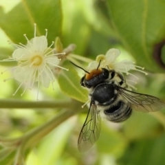 Megachile (Eutricharaea) maculariformis at Yass River, NSW - 3 Mar 2022