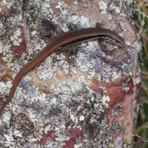 Morethia boulengeri at Molonglo Valley, ACT - 3 Mar 2022