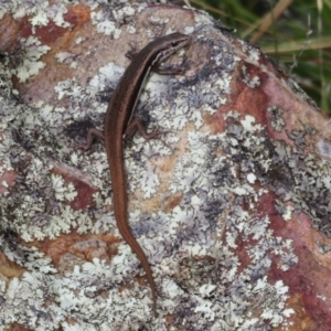 Morethia boulengeri at Molonglo Valley, ACT - 3 Mar 2022