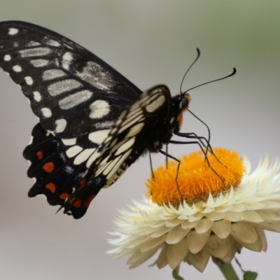 Papilio anactus (Dainty Swallowtail) at Acton, ACT - 3 Mar 2022 by RodDeb