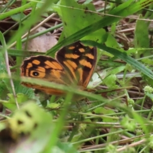 Heteronympha paradelpha at Acton, ACT - 3 Mar 2022