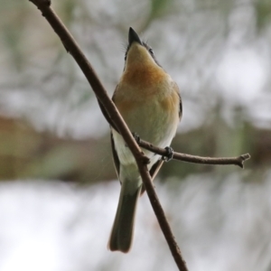 Myiagra rubecula at Acton, ACT - 3 Mar 2022