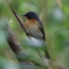 Myiagra rubecula at Acton, ACT - 3 Mar 2022